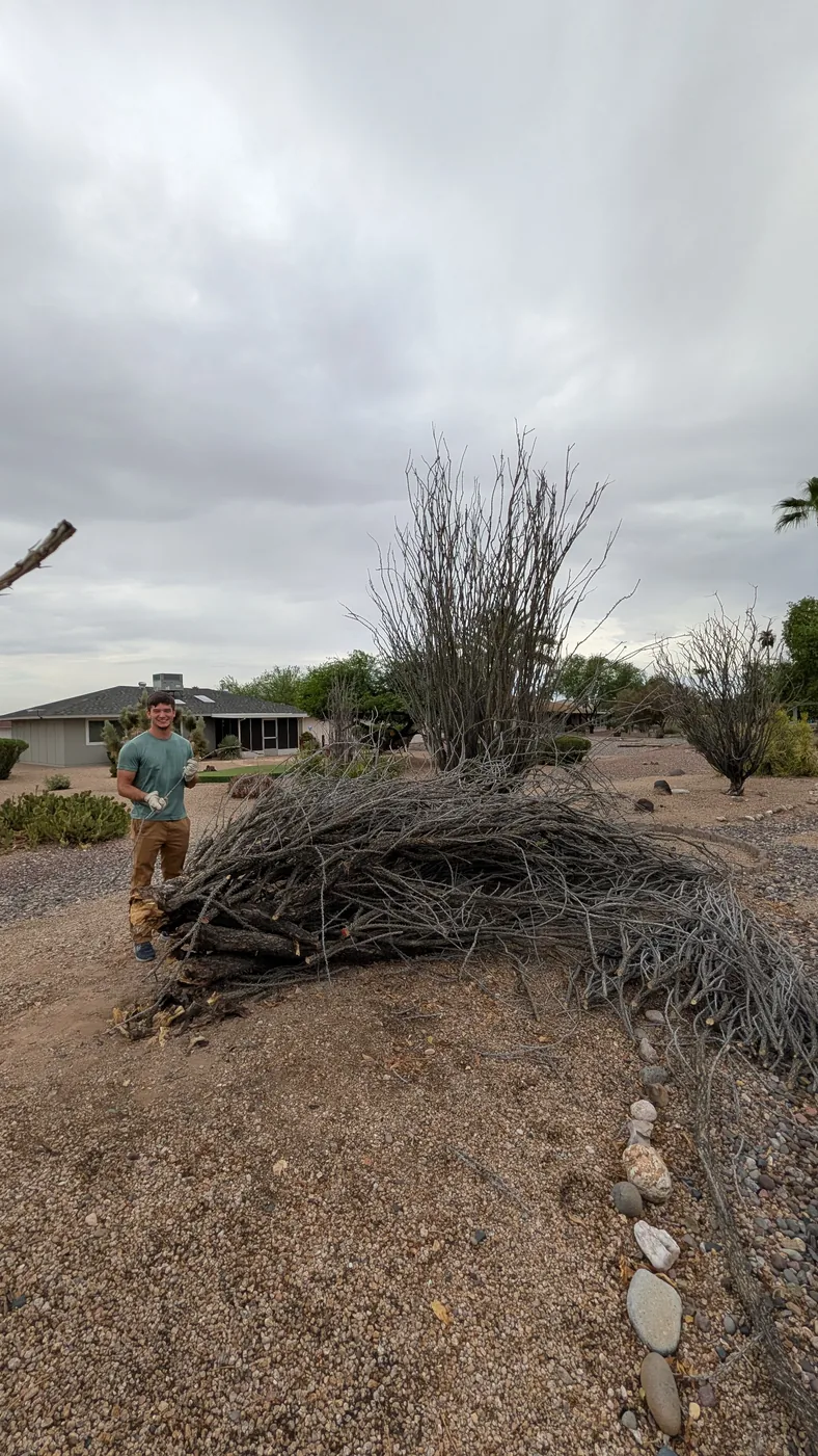 Yard waste removal job with branches in Peoria